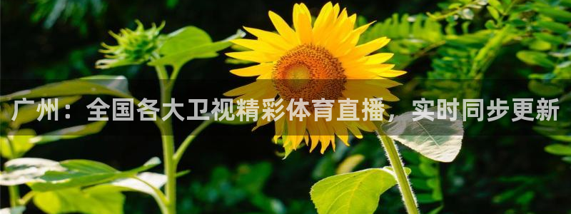 广州：全国各大卫视精彩体育直播，实时同步更新