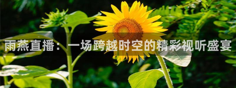 雨燕直播：一场跨越时空的精彩视听盛宴