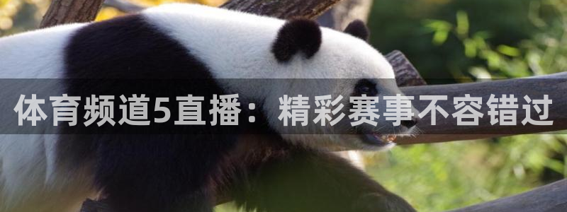 体育频道5直播：精彩赛事不容错过
