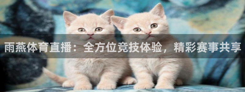 雨燕体育直播：全方位竞技体验，精彩赛事共享